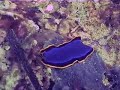 Blue Flatworm Blue Flatworm