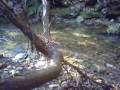 brook,brookies,County