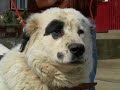 Ciobanesc Romanesc de Bucovina Ciobanesc Romanesc de Bucovina