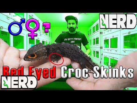 YouTube reptile video