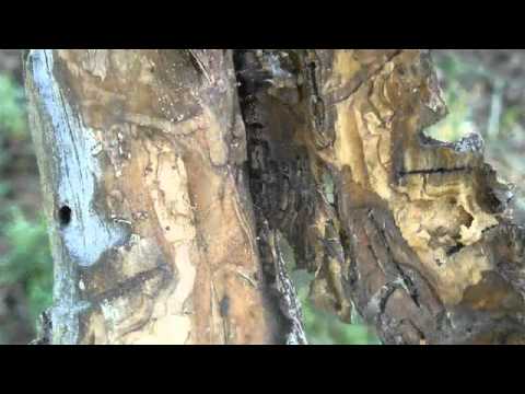 how to fertilize ash trees