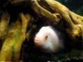 Red-Devil-Cichlid-Fi