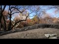 ANIMATE the WORLD - New York Dollar