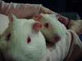 rescued cavies purring rescued cavies purring