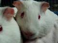 rescued cavies purring