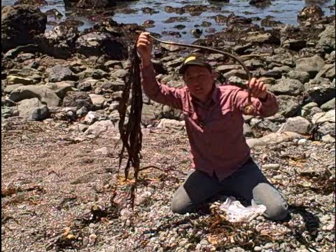 how to harvest iodine