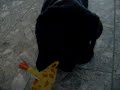 A Labrador retriewer puppy R�lli playing