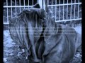 Extreme dog breeding