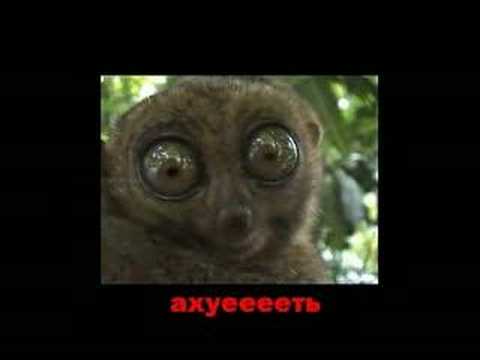 YouTube �������