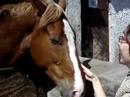 Eleri Horsey Indie