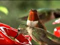 Colorado Hummingbirds
