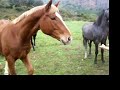 dando de comer a caballos por viguera dando de comer a caballos por viguera