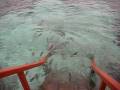 videos de Maldivian snorkeling?