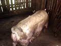 Porcos gigantes
