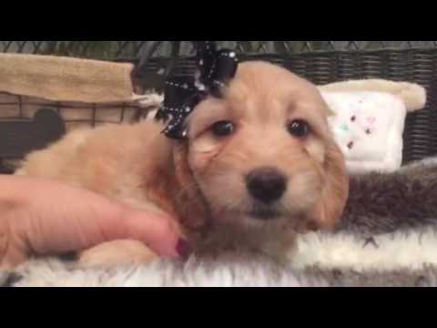 1st Gen, Mini Goldendoodle baby boy