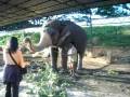 videos de The elephant of pride of dasara -  balarama