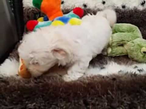 SUPER CUTE FEMALE HAVANESE