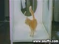 Chat au LSD Chat au LSD
