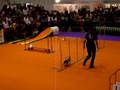 LIA en una Exhibicio d'Agility (12.10.08)