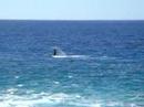 Baleines à Rurutu