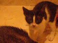 Freacky mangia vorace di fronte al Bimbone