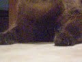 Freacky mangia vorace di fronte al Bimbone