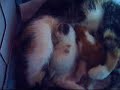 Charlie+ kittens: lost and catfight