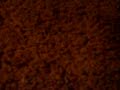 carpet.