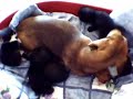 Dachshund dog with a kittens Dachshund dog with a kittens