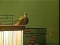 Whiteface cockatiel male singing for the lady of his heart