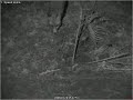 Vos trekt huid onder karkas vandaan