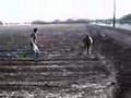 videos de king kong jump....penguin and buck-s
