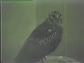 rescate y liberación de un aguilucho