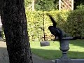 vetbol aerodynamica: kauw vliegt weg