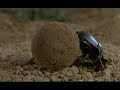 Crazy insect : Microcosmos