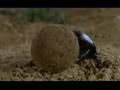 Crazy insect : Microcosmos