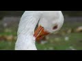 H5N1 H5N1