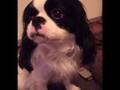 YouTube - MY PUPPY LOVE