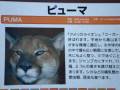 ピューマをご家庭で