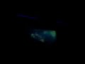 NTVG - Willie Dixon 05/05 Verte Reir
