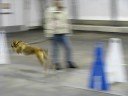 Tug Working Jumps
