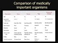 Graph that i provided includes a list of characteristics between viruses, prokaryotes and eukaryotes. Great Review