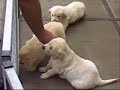 Hundewelpen Hundewelpen