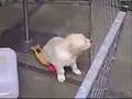 Hundewelpen