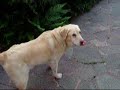 Our Maxie.wmv