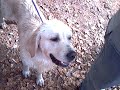 Concentración Retrievers Moià 2009. Parte 2