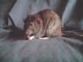 Prickle Shakes his booty