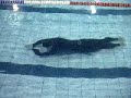 50m DNF Training
