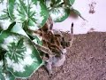 Grammostola rosea Mating