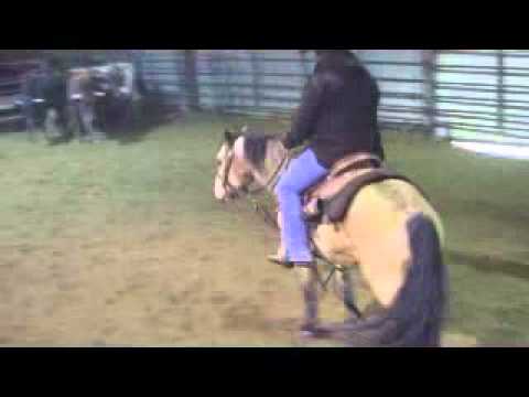 Spirit - 8 year old Buckskin large pony / small horse FOR SALE